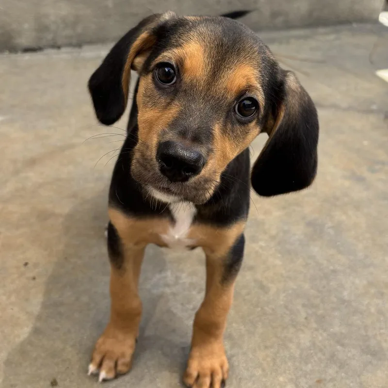 A baby small-sized male Black Beagle dog named Statler for adoption in Freeport, FL