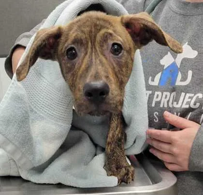 A baby small-sized male Brown / Chocolate Mixed Breed dog named Patrick for adoption in Kansas City, MO