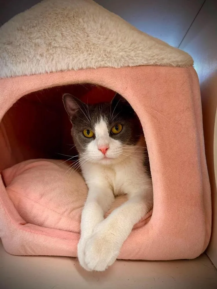 An adult medium-sized female Gray & White Domestic Short Hair cat named Greta Garbo for adoption in Milton, DE