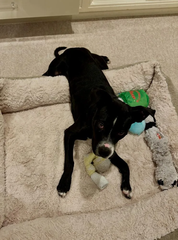 A young large-sized male Pit Bull Terrier dog named Titan for adoption in Greenlawn, NY