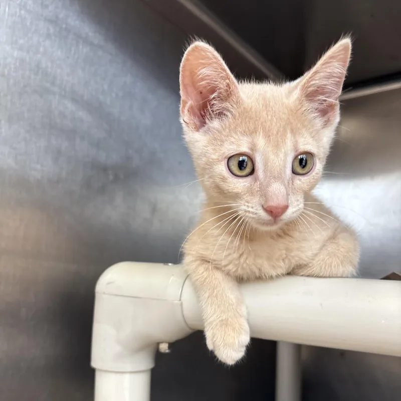 A baby small-sized male Buff / Tan / Fawn Domestic Short Hair cat named Owala for adoption in Kanab, UT