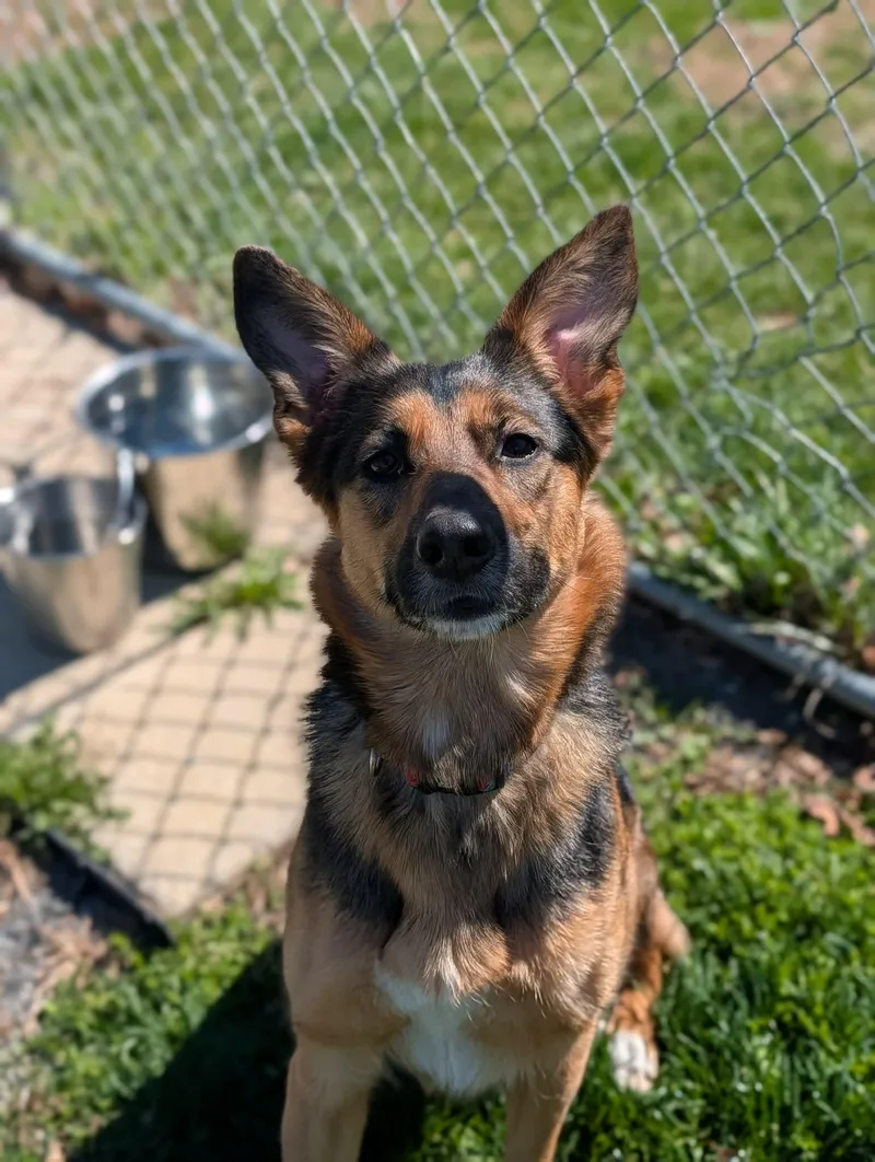 An adult medium-sized female Black German Shepherd Dog dog named Mamba for adoption in Chambersburg, PA
