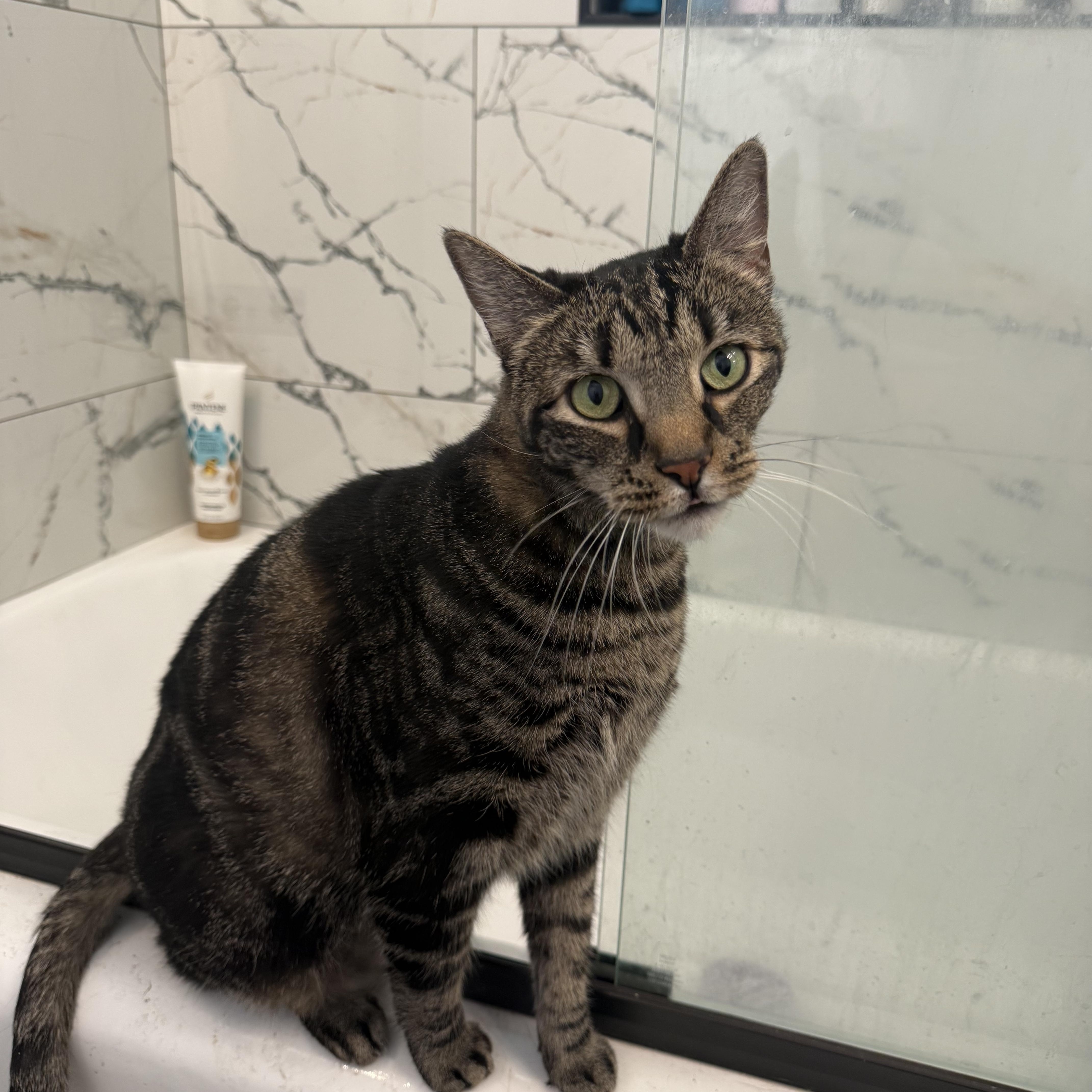 An adult extra large-sized female Tabby (Brown / Chocolate) Tabby cat named Cuddles for adoption in Fresno, CA