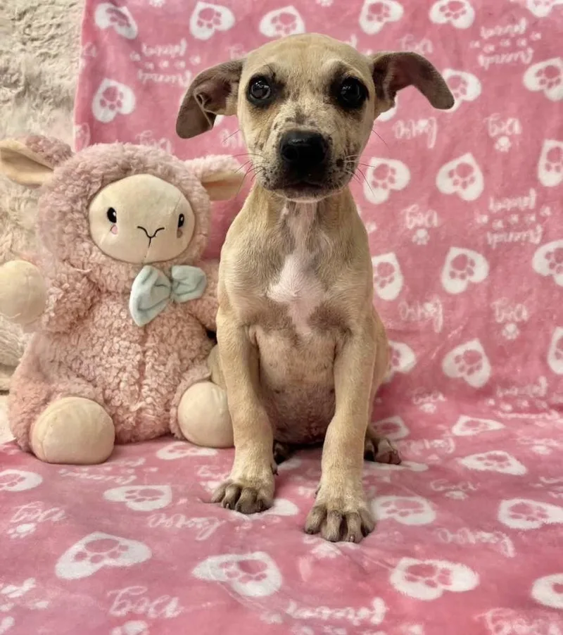A young medium-sized female Labrador Retriever dog named Blue Fairy for adoption in Miami, FL