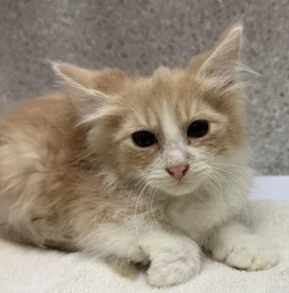 A baby small-sized male Domestic Long Hair cat named Didgeridoo for adoption in Eugene, OR