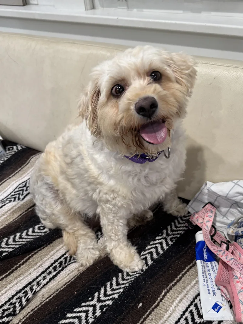 An adult medium-sized female Cockapoo dog named Gilly for adoption in Mahwah, NJ