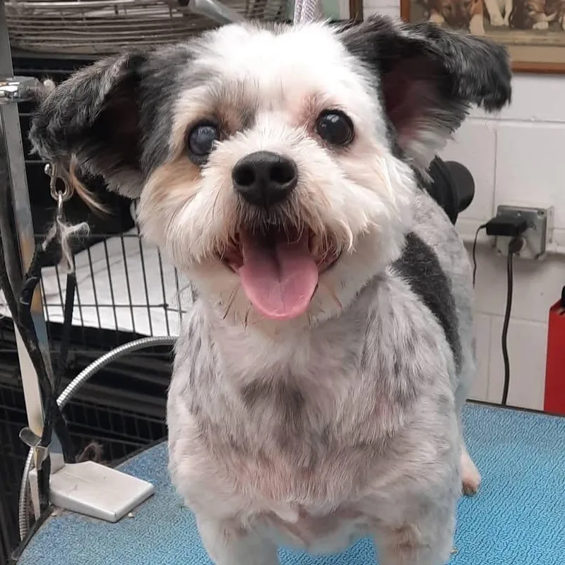A senior small-sized female White / Cream Shih Tzu dog named Dazey for adoption in Olathe, KS