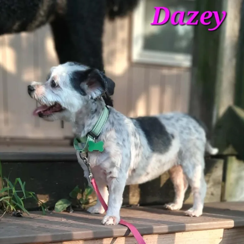 Dazey thumbnail 4