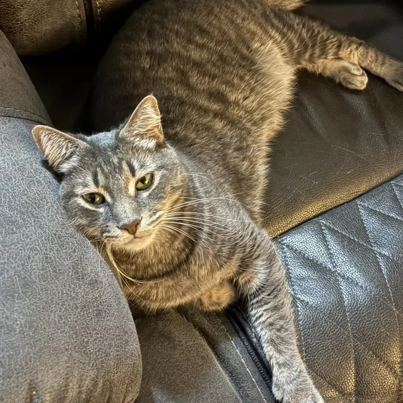 An adult large-sized male Gray / Blue / Silver Domestic Short Hair cat named Bruiser for adoption in Springfield, IL