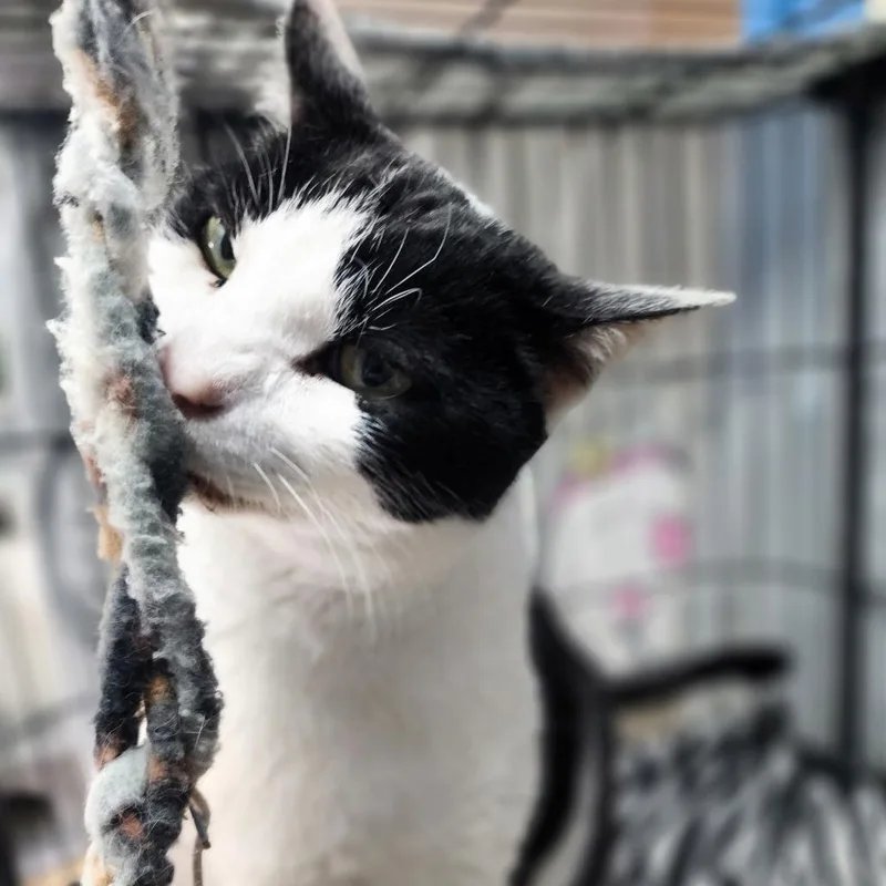 Sumo  Chino Hils thumbnail 2