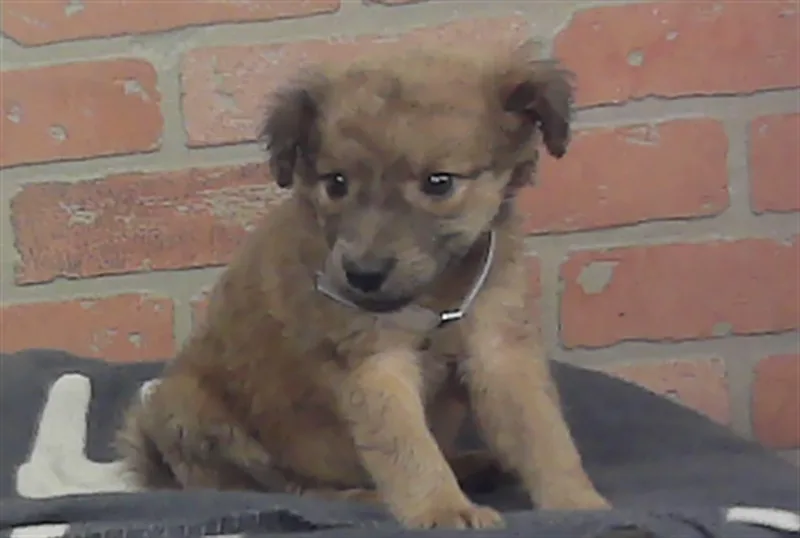 A baby small-sized female Labrador Retriever dog named Rose for adoption in Houston, TX