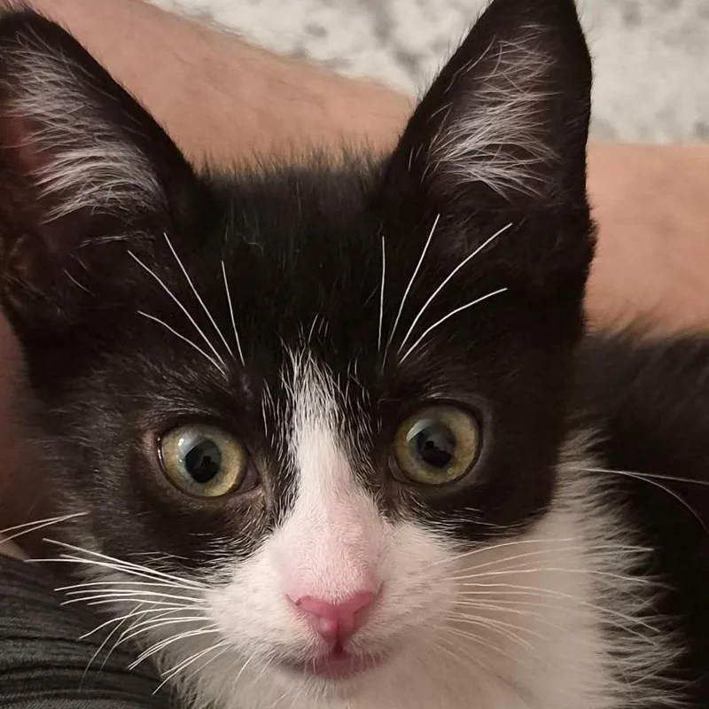 A baby small-sized male Black Domestic Short Hair cat named Bluebell for adoption in Pleasanton, CA