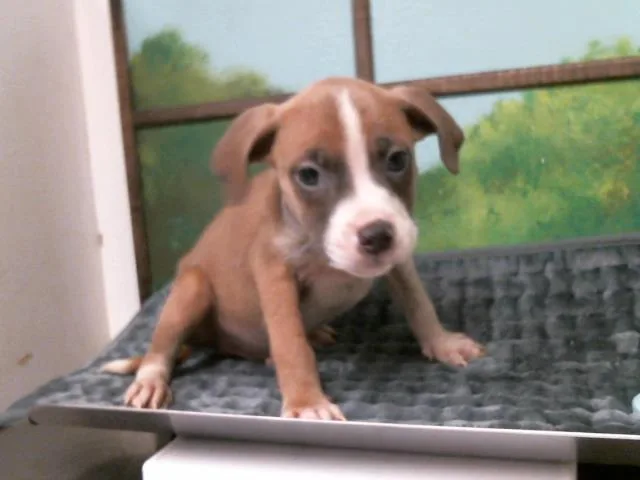 A baby small-sized male Staffordshire Bull Terrier dog named Heihei for adoption in Houston, TX