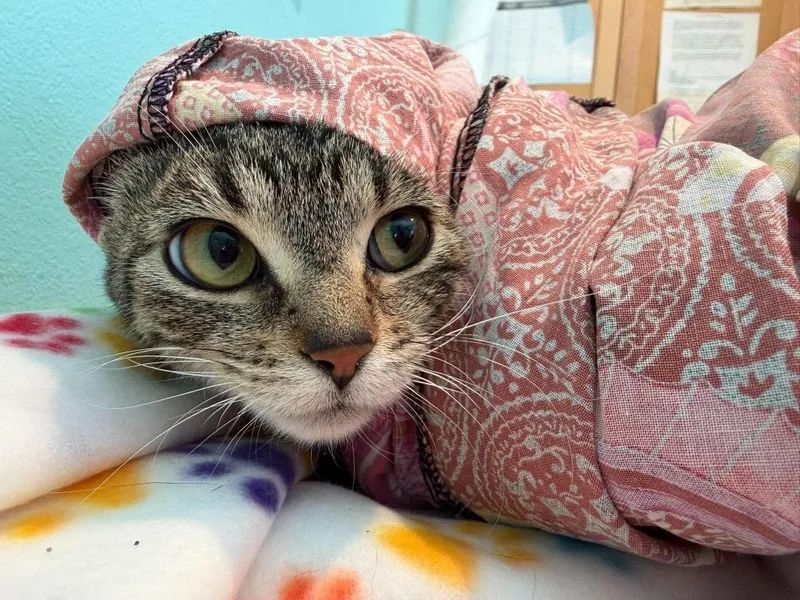 A baby medium-sized female Domestic Short Hair cat named FF Lorelei for adoption in Ashland, WI
