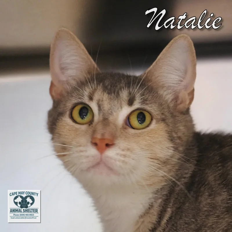 A young medium-sized female Domestic Short Hair cat named Natalie for adoption in Cape May Court House, NJ