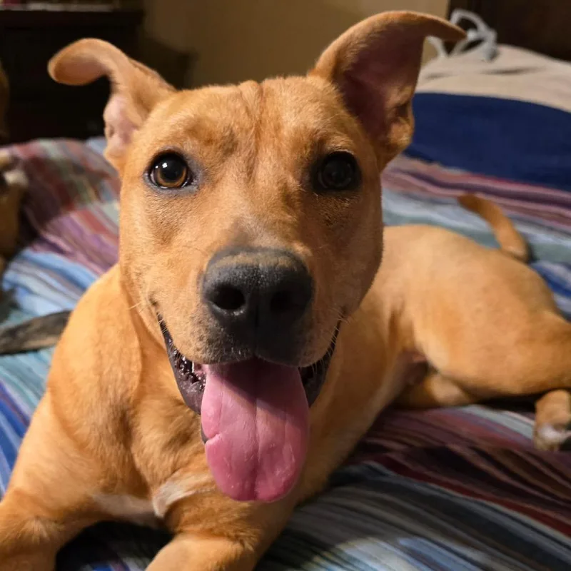 A young small-sized female Yellow / Tan / Blond / Fawn Mixed Breed dog named Lizzy for adoption in Fredericksburg, VA