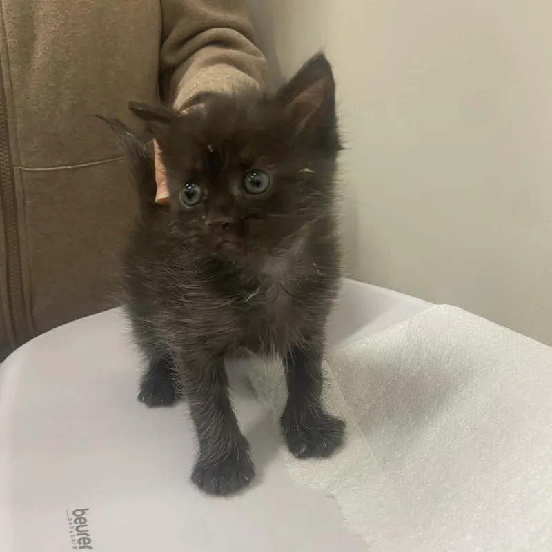 A baby small-sized male Black Domestic Short Hair cat named Cadbury for adoption in Chattanooga, TN