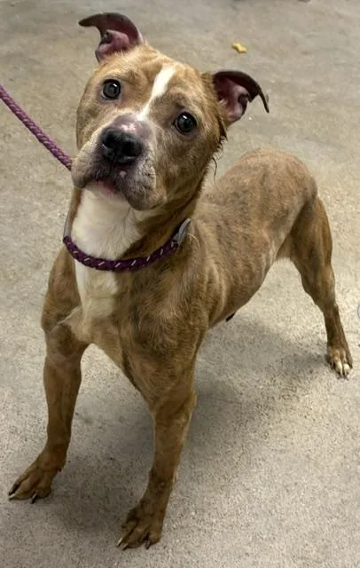 A baby medium-sized female Yellow / Tan / Blond / Fawn Pit Bull Terrier dog named Lolo for adoption in Cleveland, OH