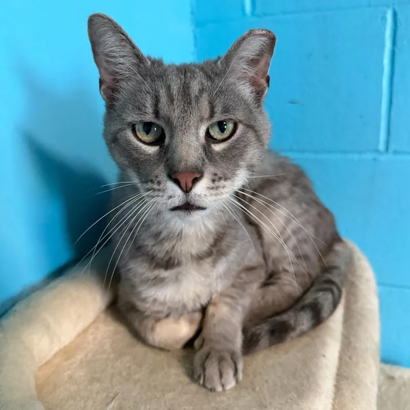 An adult medium-sized male Gray / Blue / Silver Domestic Short Hair cat named Orion for adoption in Edwardsville, IL