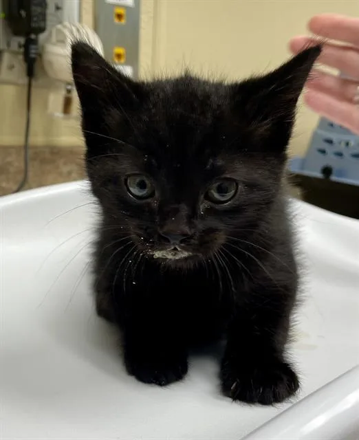 A baby medium-sized male Black Domestic Short Hair cat named Tooter for adoption in Clyde, NC