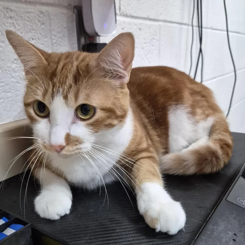 An adult medium-sized female Orange / Red Domestic Short Hair cat named Marigold for adoption in Ardmore, OK