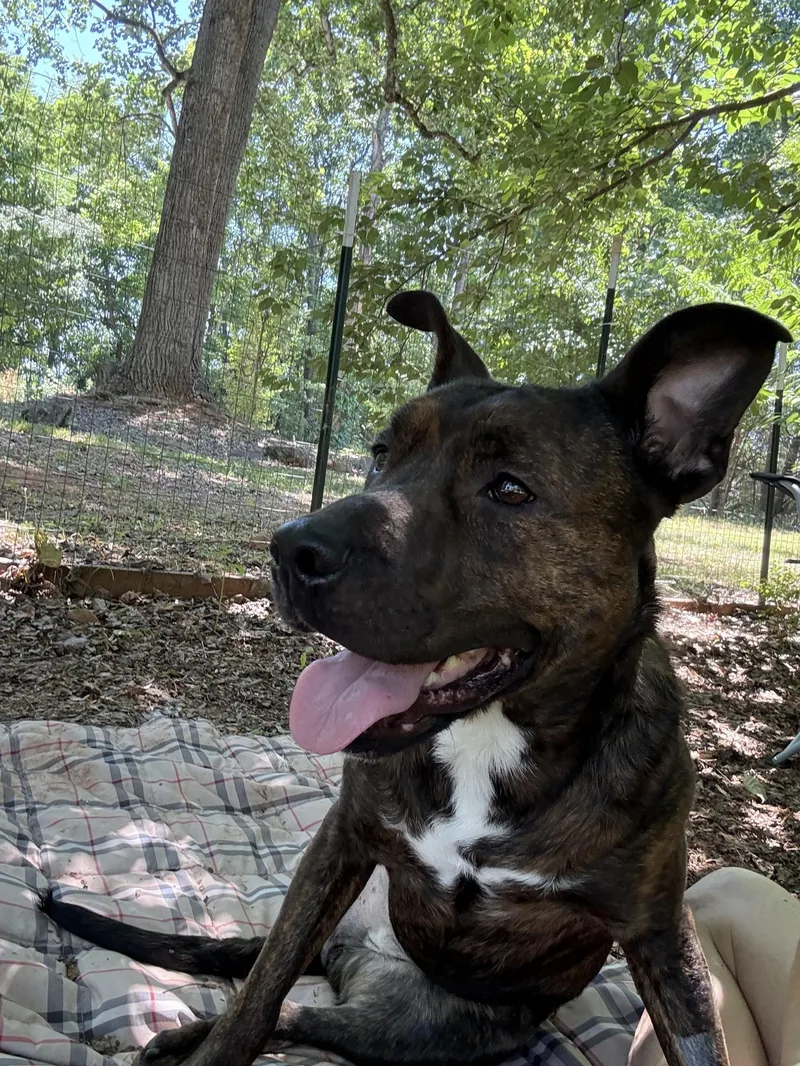 A young medium-sized female Brindle Plott Hound dog named Taeko for adoption in Salisbury, NC
