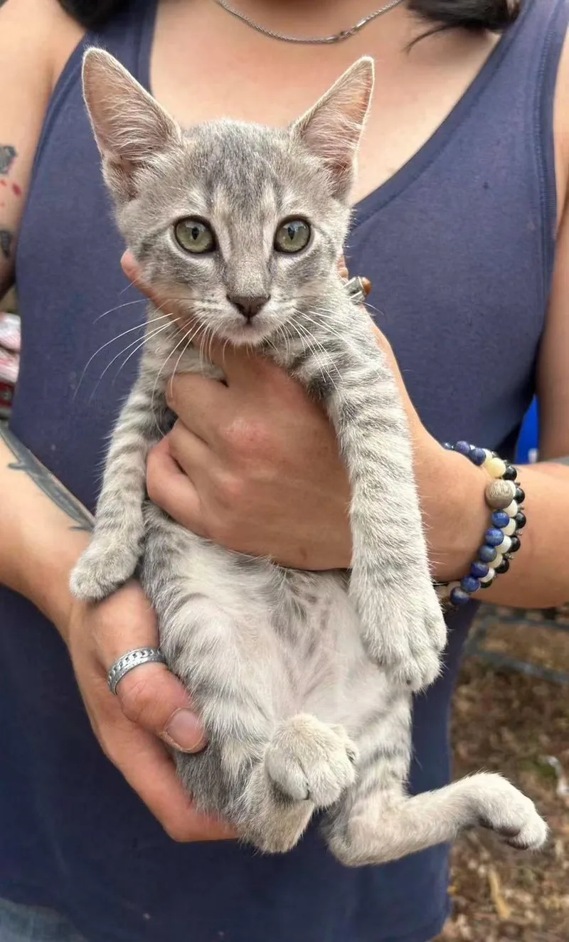 A baby medium-sized male Tabby cat named Petey Napa for adoption in Napa, CA