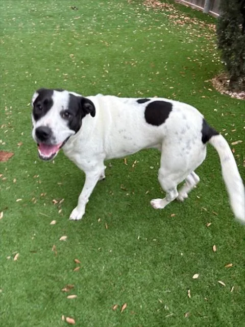 A young large-sized female Terrier dog named Spot for adoption in San Antonio, TX