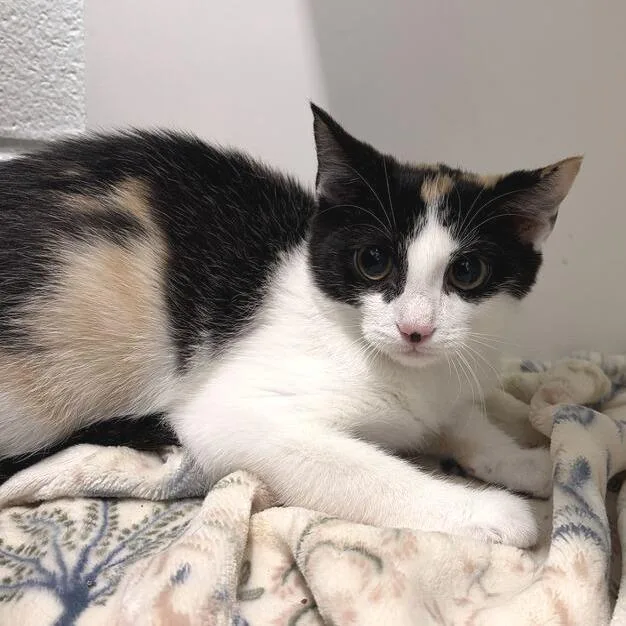 A baby small-sized female Calico Domestic Short Hair cat named Evvie for adoption in Marshall, VA