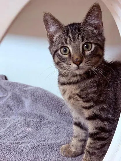 A baby small-sized male Domestic Short Hair cat named Willie for adoption in Manteo, NC