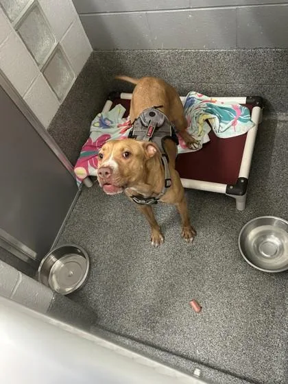 An adult medium-sized female Mixed Breed dog named Drama for adoption in West Chester, PA