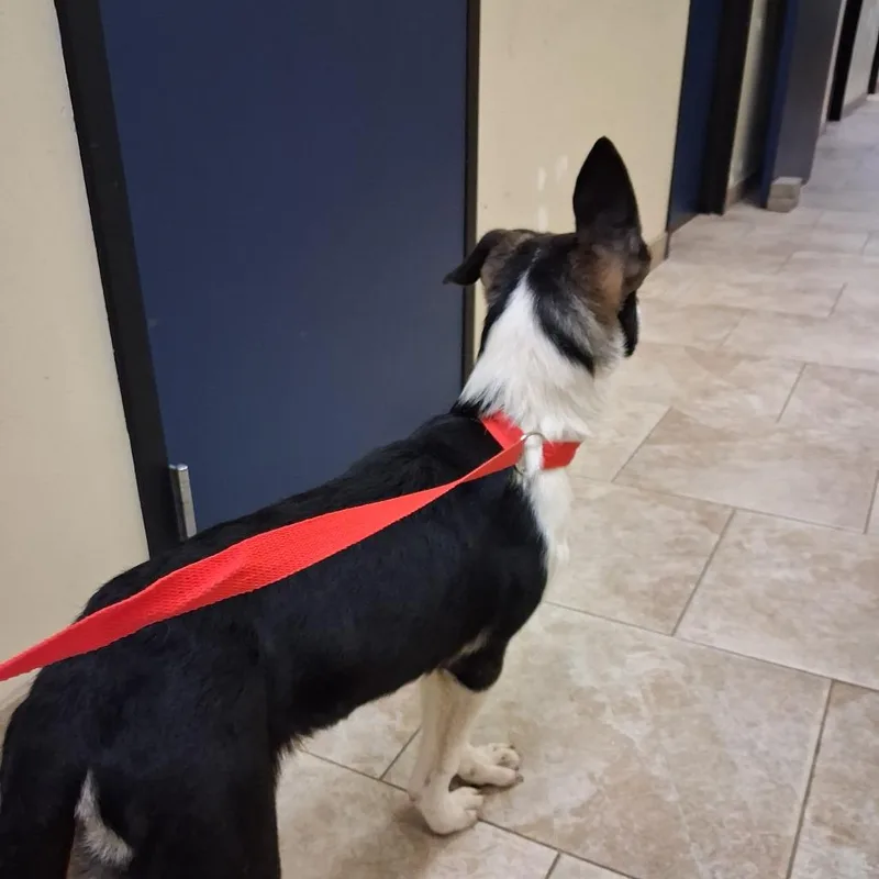 A young small-sized female Black Shepherd dog named Betsy Ross for adoption in Galveston, TX