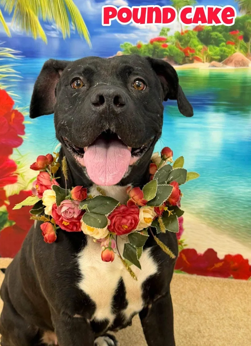 An adult large-sized female Black Mixed Breed dog named Pound Cake for adoption in Flint, MI