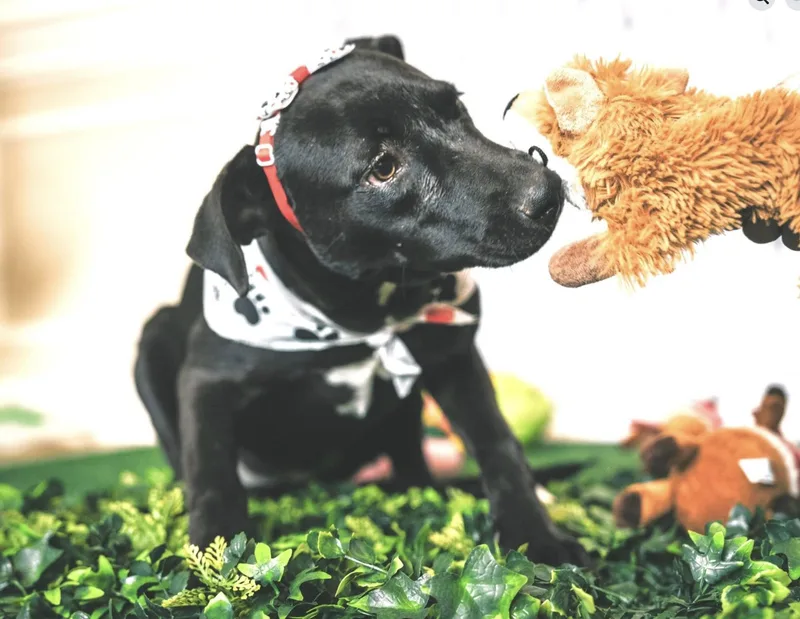 Macarena thumbnail 2