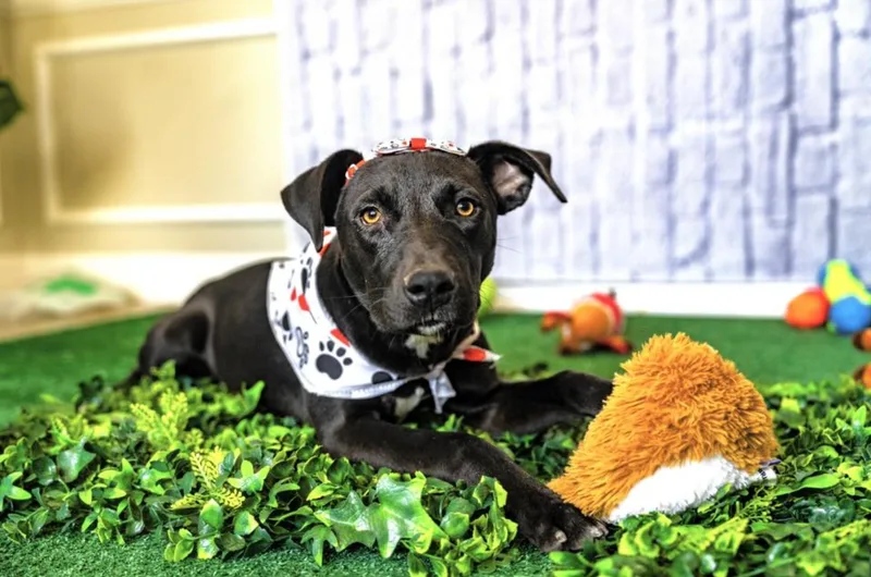 Macarena thumbnail 5