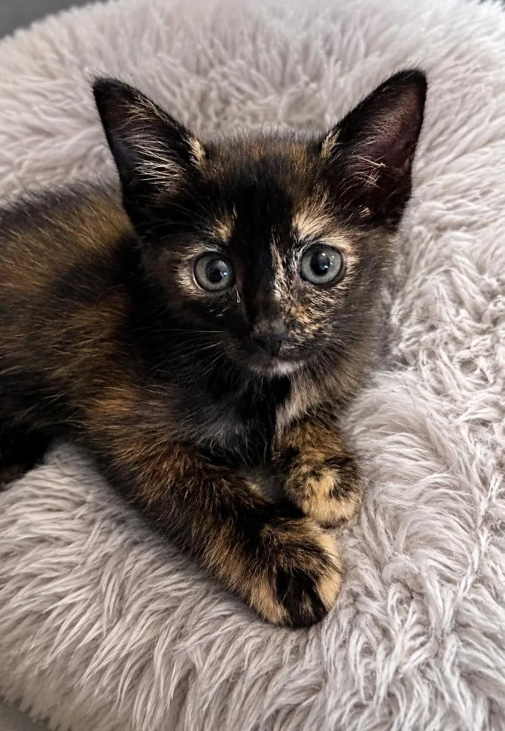 A baby small-sized male Domestic Short Hair cat named Beans for adoption in Sebastian, FL