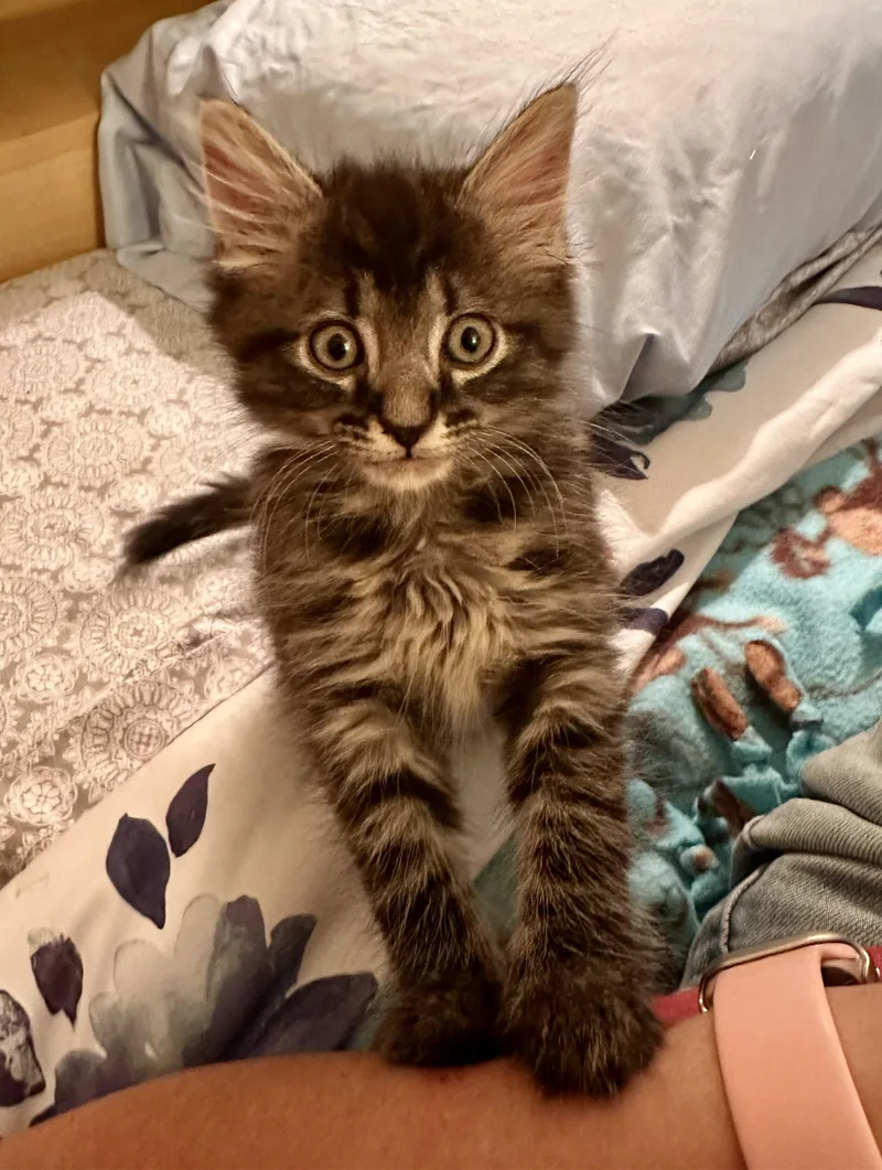 A young medium-sized male Domestic Medium Hair cat named Spike for adoption in Prince Frederick, MD