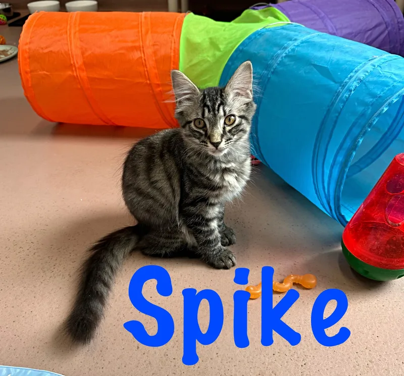 Spike thumbnail 2