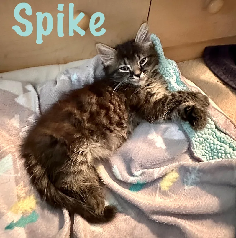Spike thumbnail 3