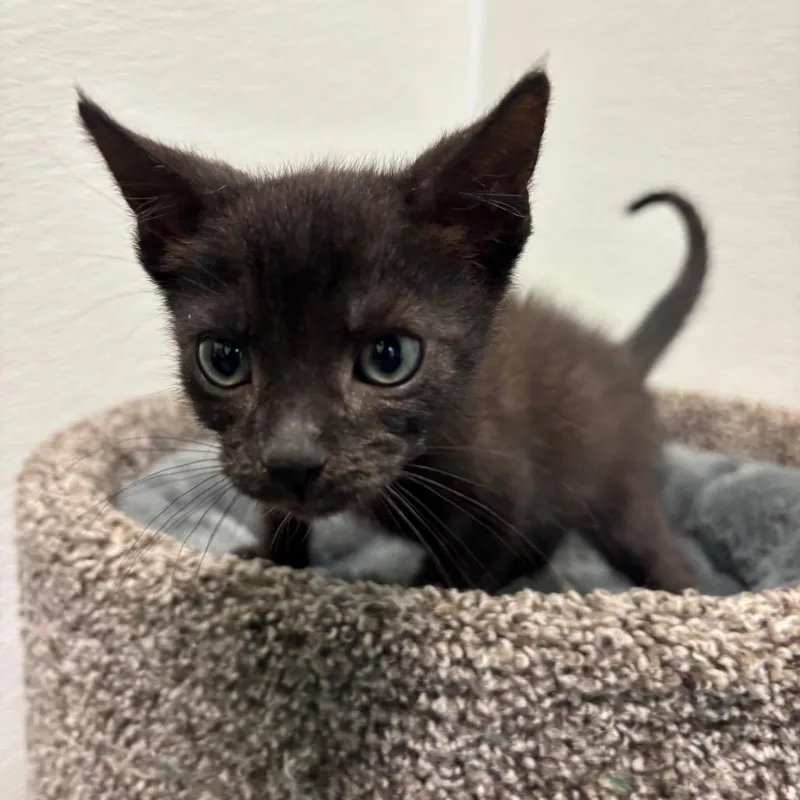 A baby small-sized male Black Domestic Short Hair cat named Arowana for adoption in Long Beach, CA