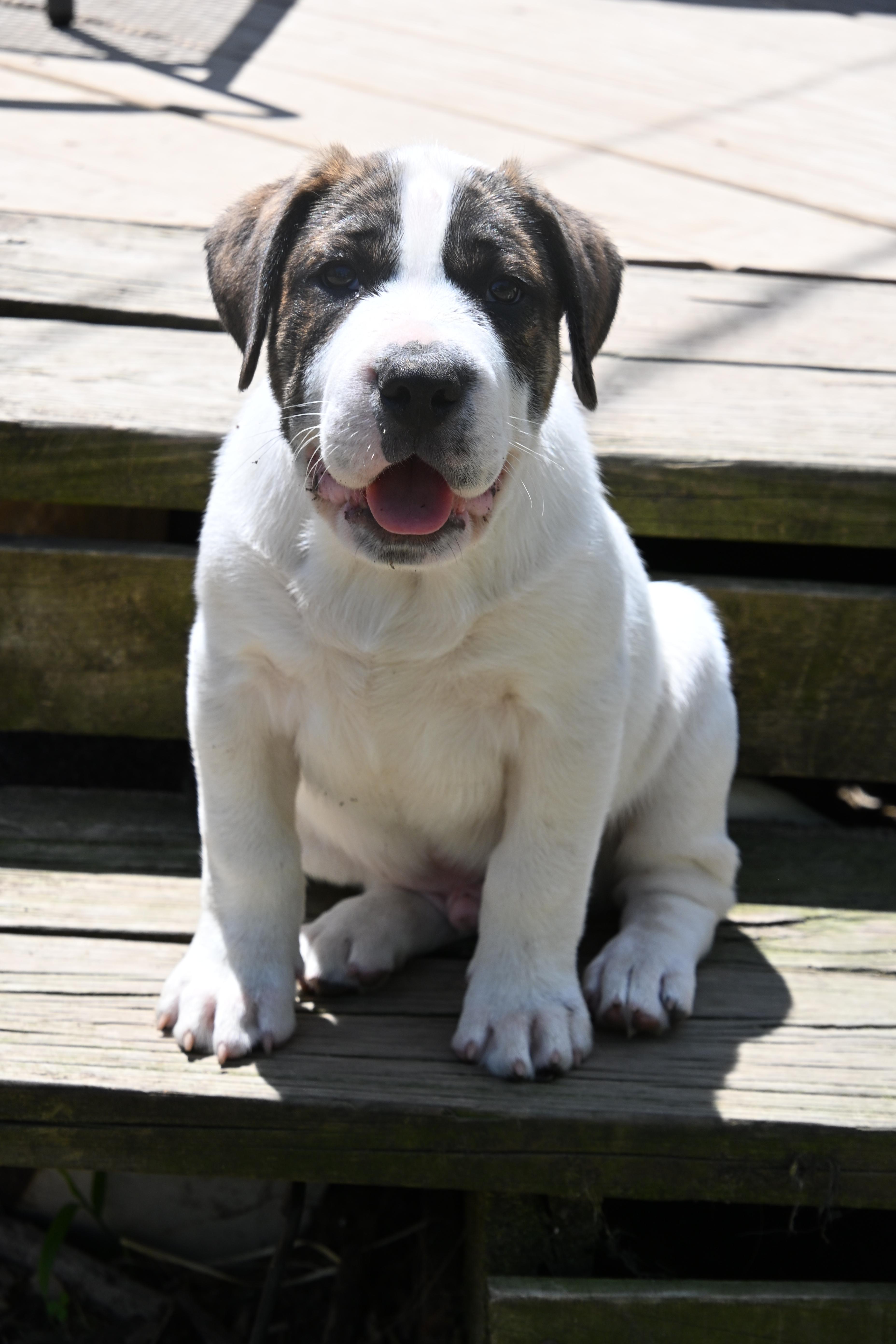A baby medium-sized male Brown / Chocolate English Pointer dog named Emmett for adoption in South Bend, IN