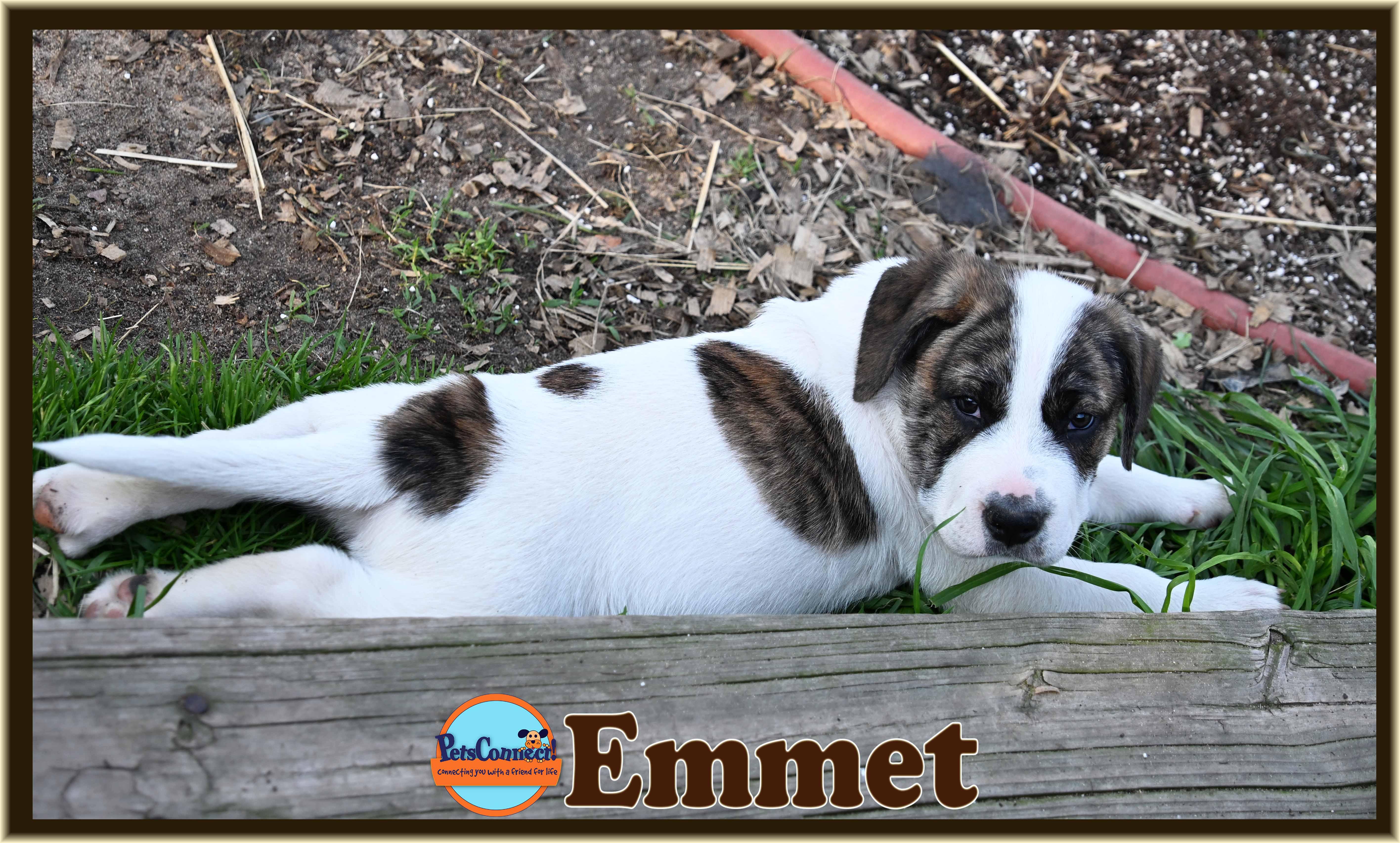 Emmett thumbnail 4