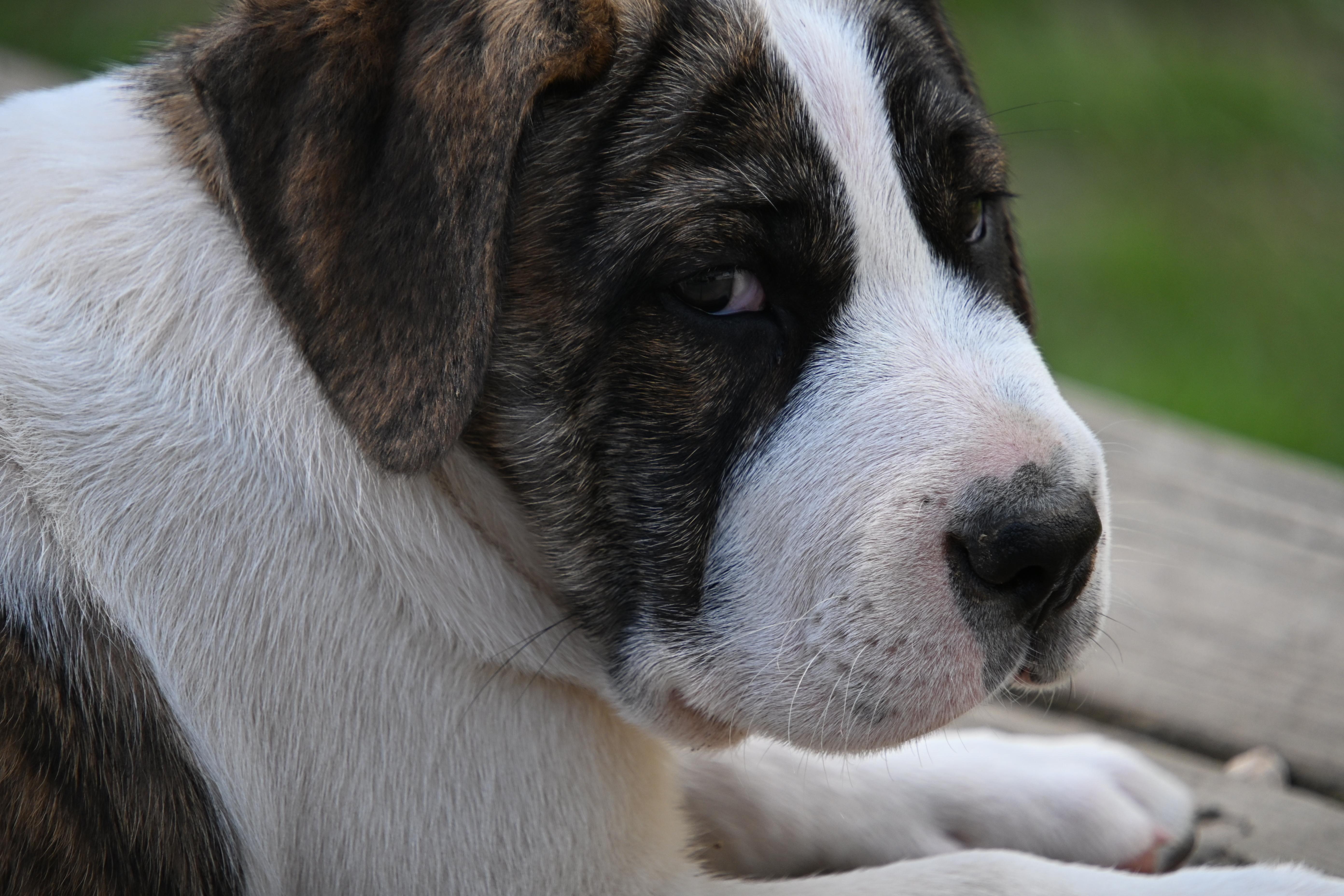 Emmett thumbnail 5