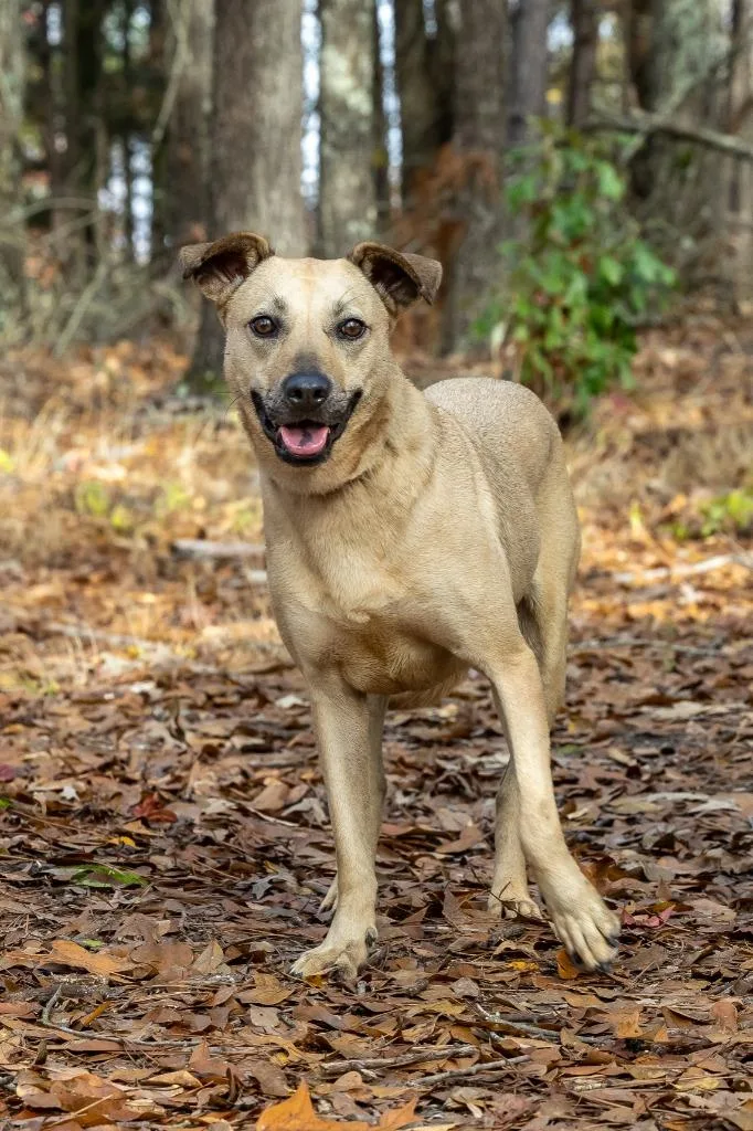 Ladybird thumbnail 3