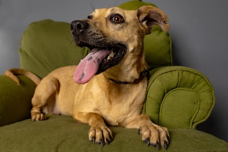 Ladybird thumbnail 4