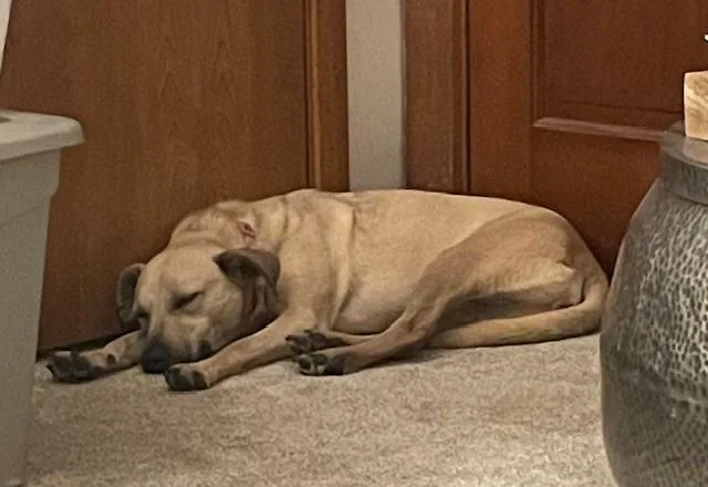 Ladybird thumbnail 5