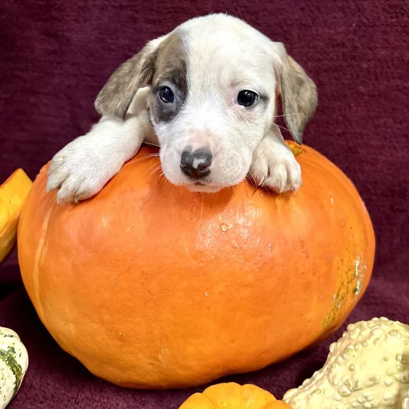 A baby small-sized female Pit Bull Terrier dog named Jemma for adoption in Fulton, MO