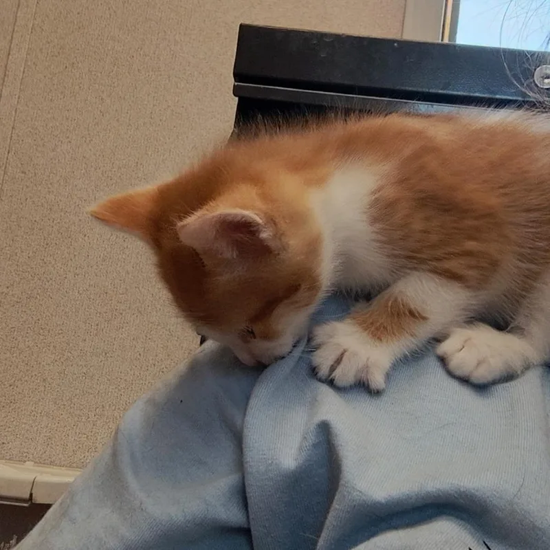 A baby small-sized male American Shorthair cat named Shaggy for adoption in Bendena, KS