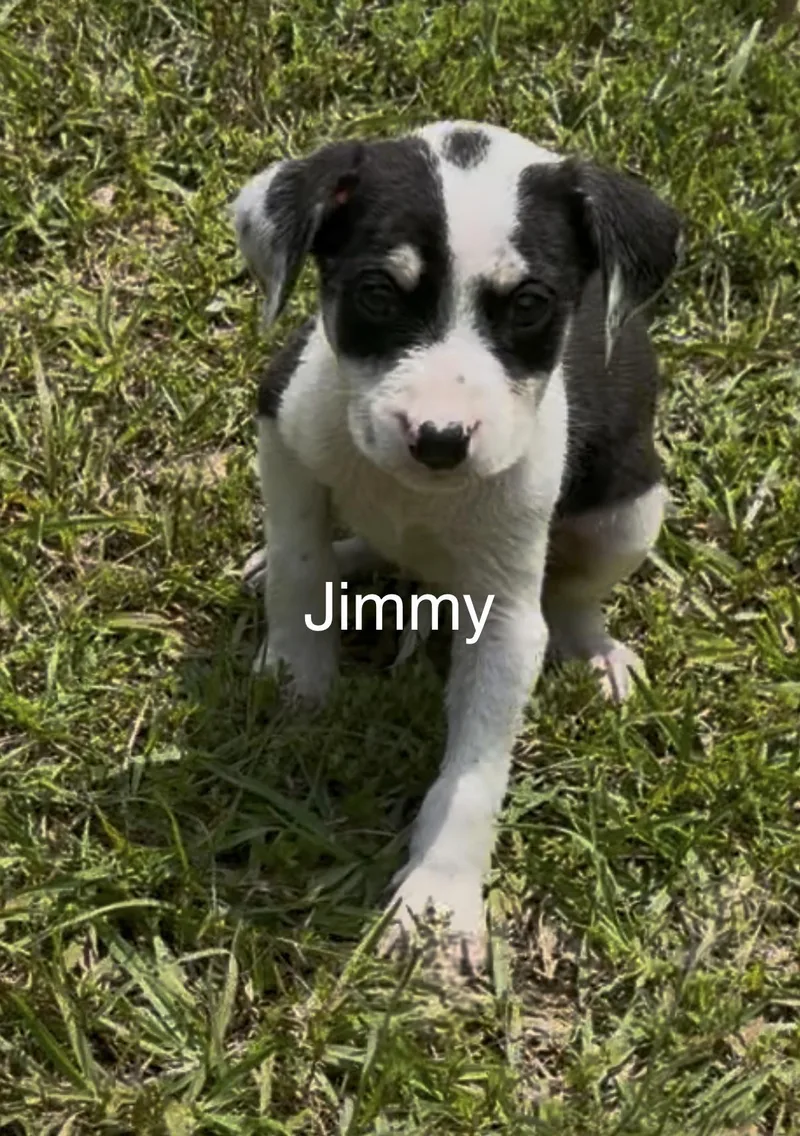 A baby medium-sized male Labrador Retriever dog named Jimmy for adoption in Kiln, MS