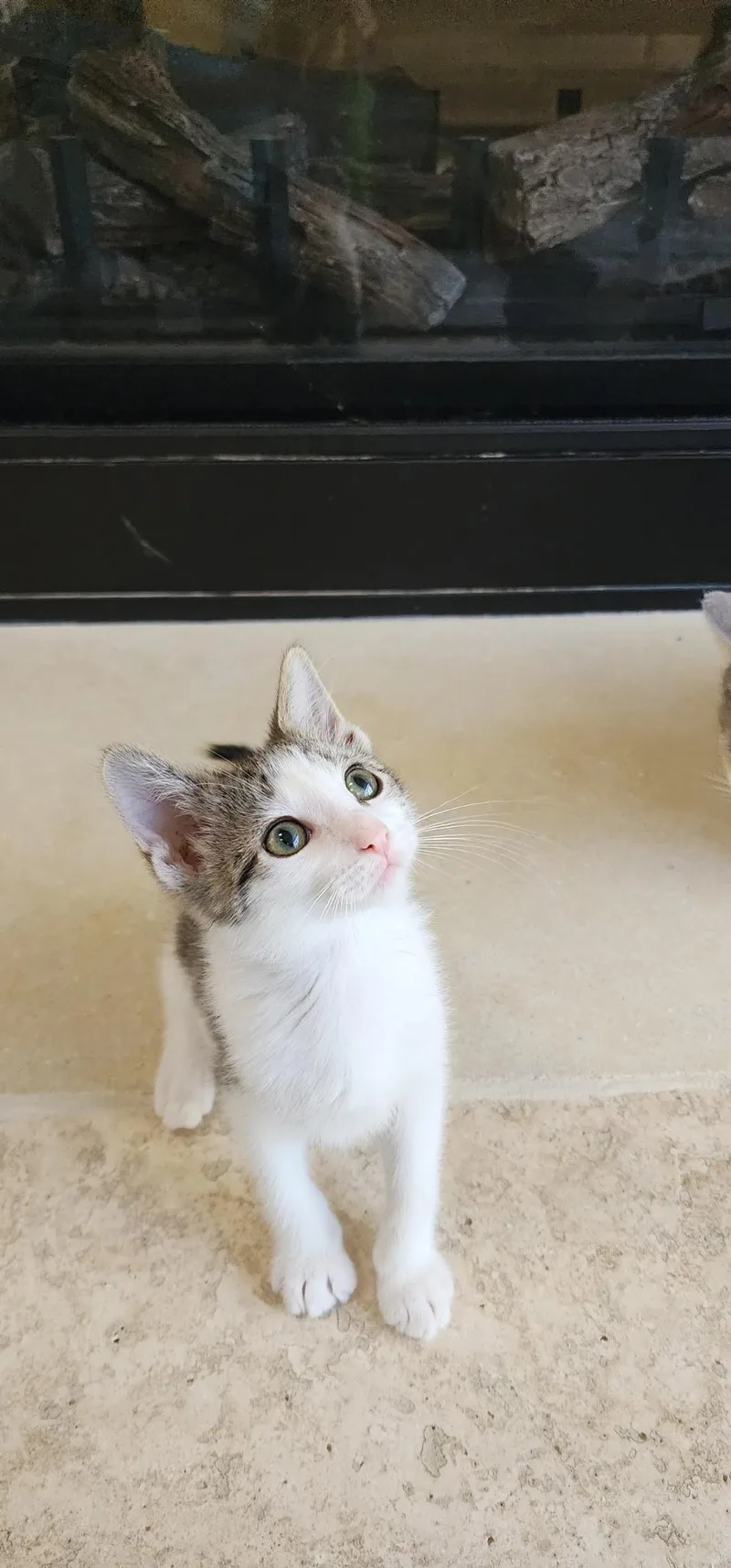 John Denver thumbnail 2